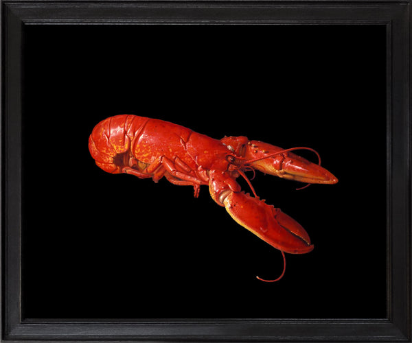 RN1588 Lobster after Jan Davidsz de Heem, 2024