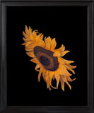 RN1601 Sunflower after Maria van Oosterwijck, 2024