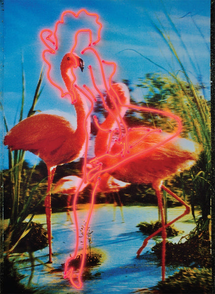 RN789 Pink Flamingos, 2011