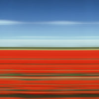 TS31 Tulip Fields XIII, Holland, 2004