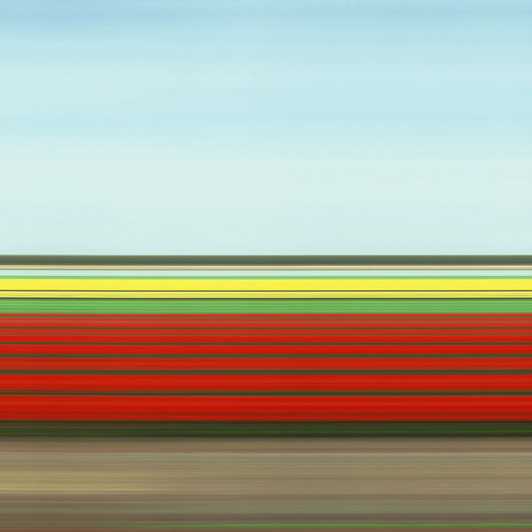 TS33 Tulip Fields IV, Holland, 2004