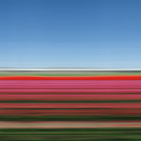 TS38 Tulip Fields XIV, Holland, 2006