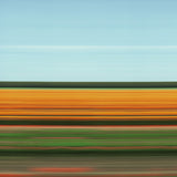 TS46 Tulip Fields IX, Holland, 2004