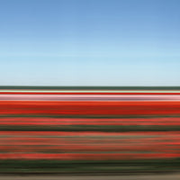 TS49 Tulip Fields XV, Holland, 2006