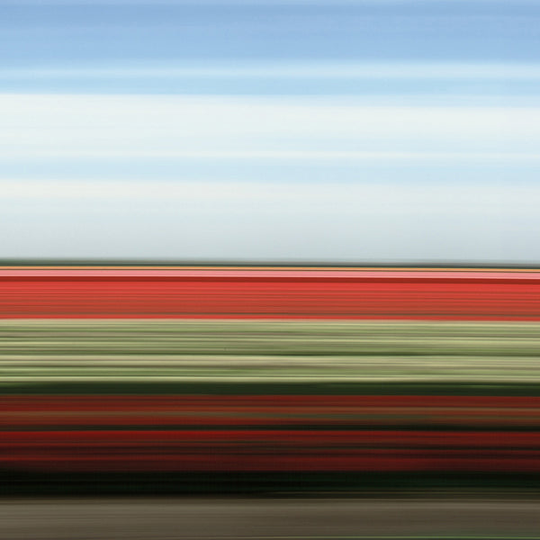 TS50 Tulip Fields XX, Holland, 2006