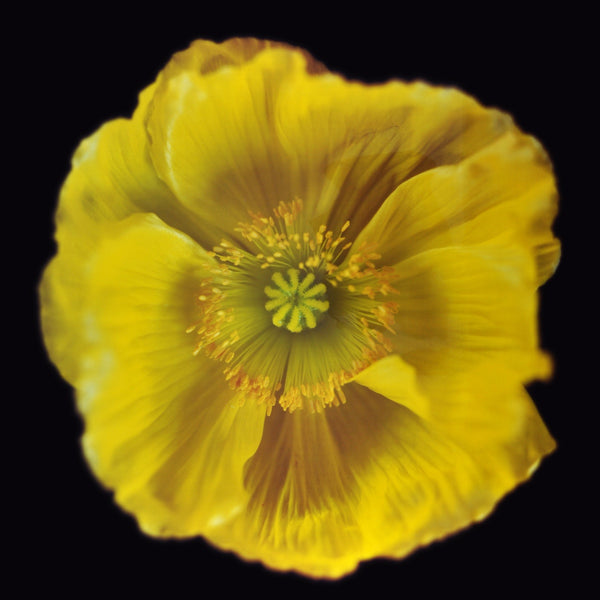 RN1179 Icelandic Poppy, Yellow, 2018