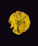 RN1183 Icelandic Poppy, Yellow, 2018